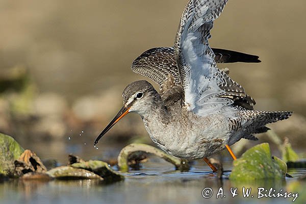 Brodziec śniady, Tringa erythropus