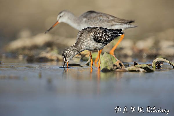 Brodziec śniady, Tringa erythropus