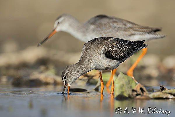 Brodziec śniady, Tringa erythropus