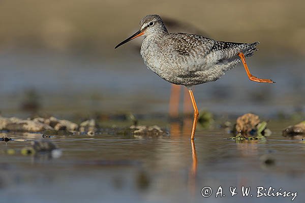 Brodziec śniady, Tringa erythropus