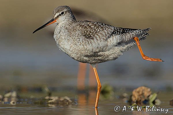 Brodziec śniady, Tringa erythropus