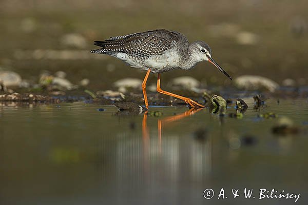Brodziec śniady, Tringa erythropus