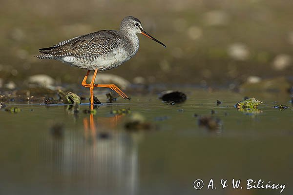 Brodziec śniady, Tringa erythropus