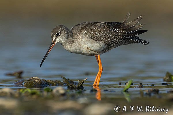 Brodziec śniady, Tringa erythropus