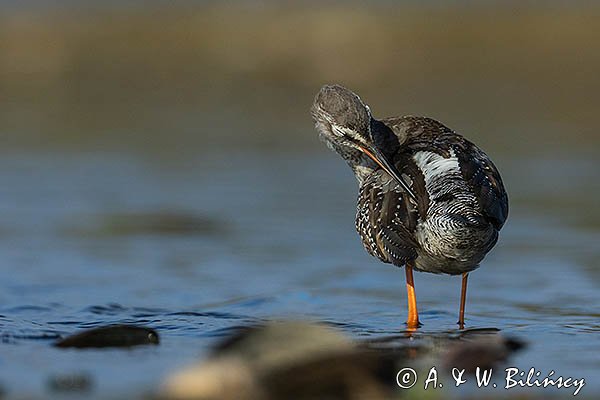 Brodziec śniady, Tringa erythropus