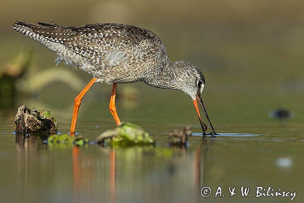 Brodziec śniady, Tringa erythropus