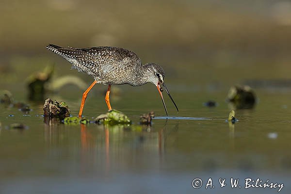 Brodziec śniady, Tringa erythropus