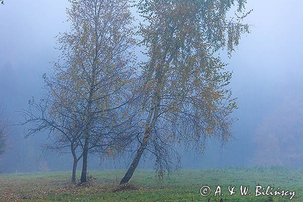 Brzozy we mgle, Bieszczady