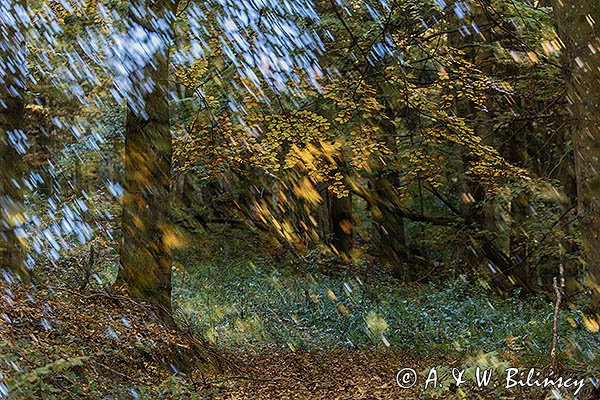 Buczyna, impresja, Bieszczady