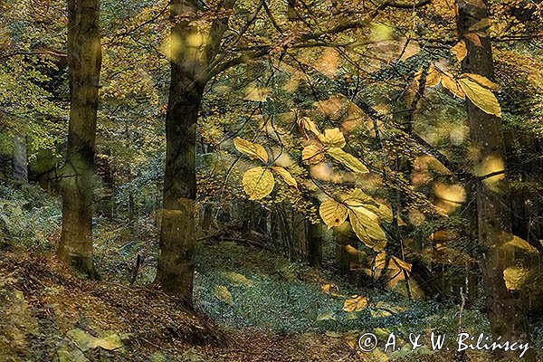 Buczyna, impresja, Bieszczady
