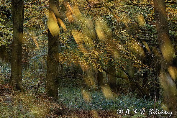 Buczyna, impresja, Bieszczady