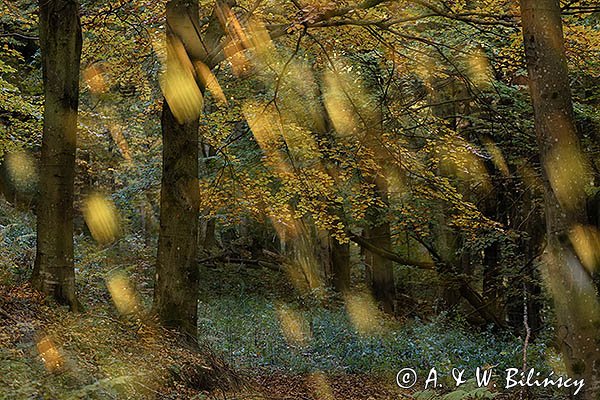 Buczyna, impresja, Bieszczady