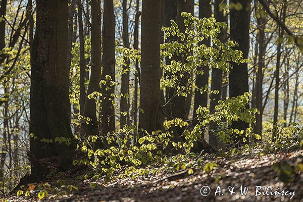 Buczyna na stoku Małej Rawki, Bieszczady
