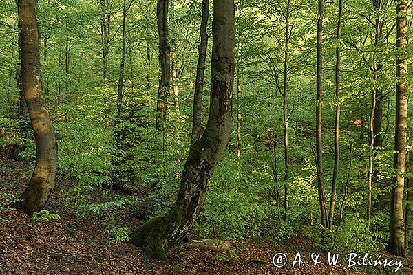 Buczyna na stoku Małej Rawki, Bieszczady