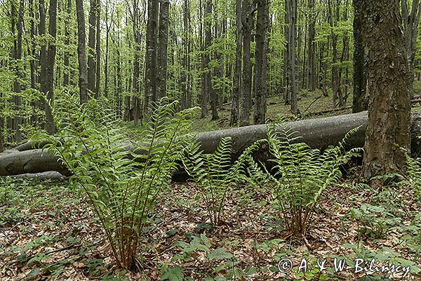 W buczynie, Bieszczady, Bieszczadzki Park Narodowy, paprocie