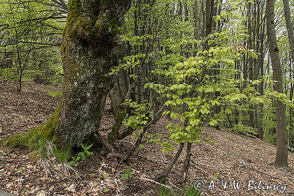 W buczynie, Bieszczady, Bieszczadzki Park Narodowy, Buk pospolity, Fagus sylvatica