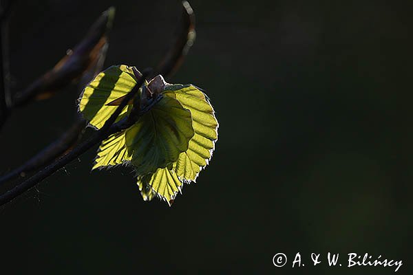 Wiosna, bukowa gałązka, Bieszczady