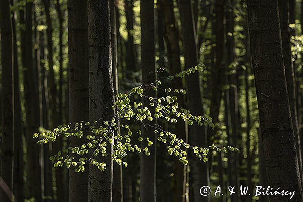 Wiosna, buczyna, Bieszczady