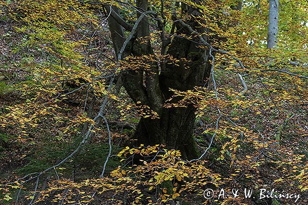 Buczyna, buk, Fagus sylvatica , Bieszczady