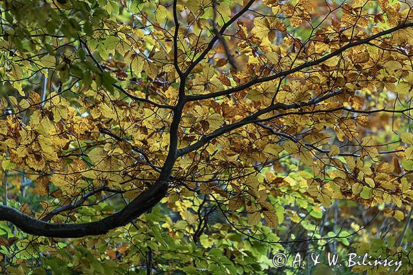 Buczyna, buk, Fagus sylvatica , Bieszczady
