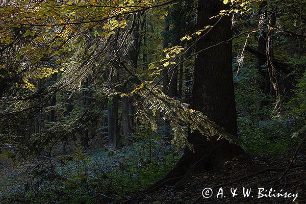 Buczyna, buk, Fagus sylvatica , Bieszczady