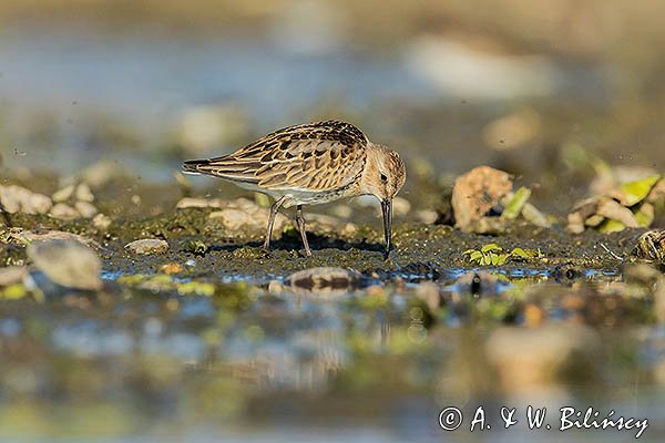 Biegus zmienny . Calidris alpina