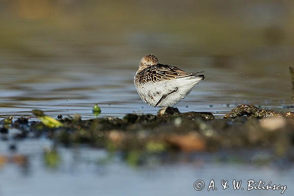 Biegus zmienny . Calidris alpina
