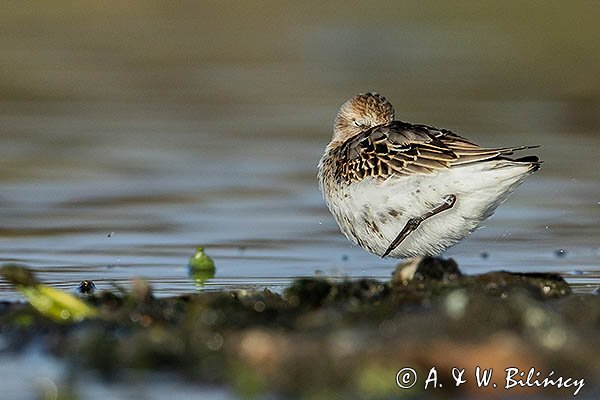 Biegus zmienny . Calidris alpina