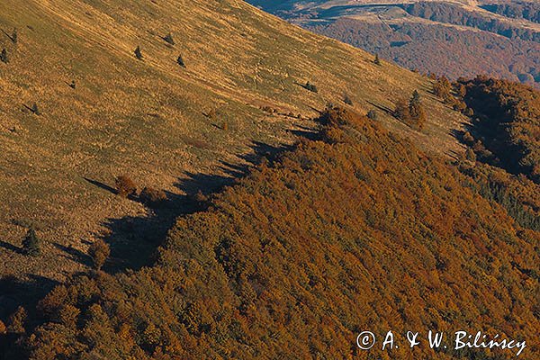 Połonina Caryńska, Bieszczady