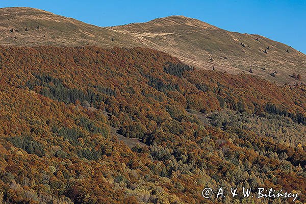 Połonina Caryńska, Bieszczady