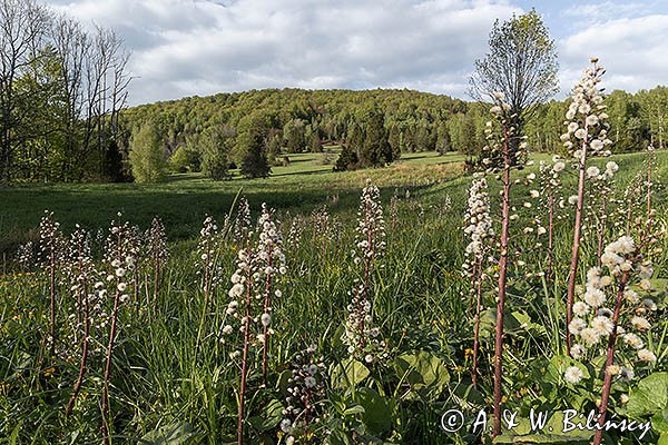Caryńskie, Bieszczady, lepiężnik biały, Petasites albus