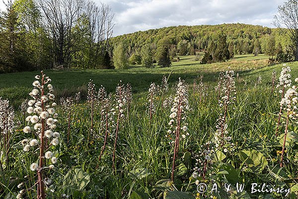 Caryńskie, Bieszczady, lepiężnik biały, Petasites albus