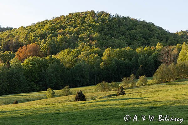 Caryńskie, Bieszczady, lepiężnik biały, Petasites albus