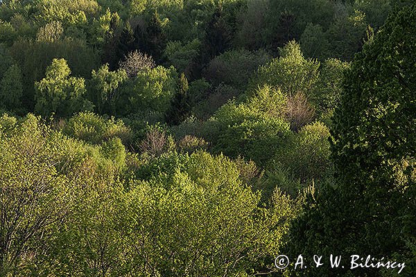 Caryńskie, Bieszczady