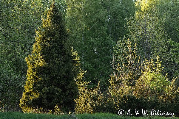 Caryńskie, Bieszczady