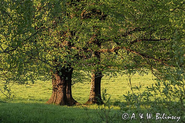 Caryńskie, Bieszczady