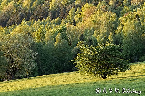 Caryńskie, Bieszczady