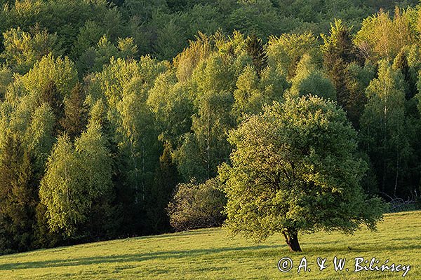 Caryńskie, Bieszczady