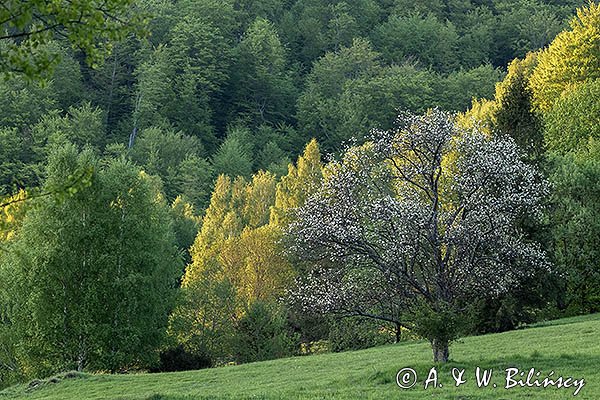 Caryńskie, Bieszczady