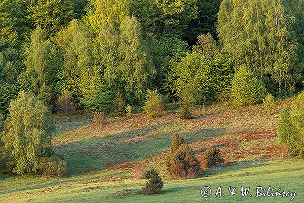 Caryńskie, Bieszczady