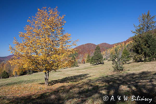 Caryńskie , Bieszczady