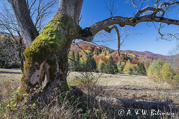 Caryńskie , Bieszczady