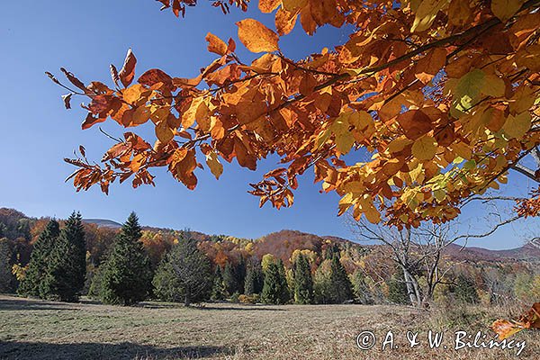 Caryńskie , Bieszczady