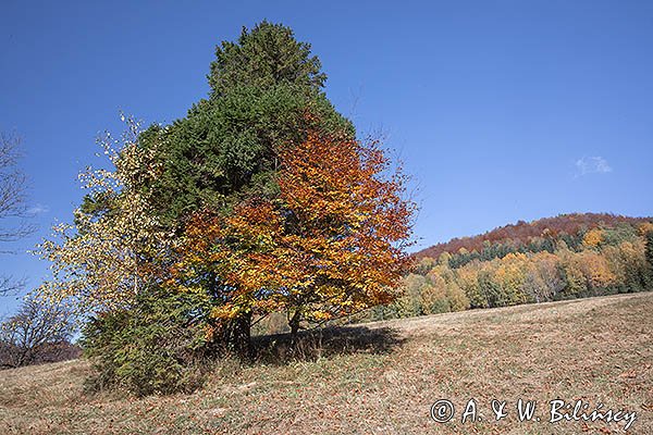 Caryńskie , Bieszczady