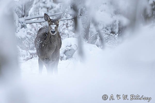 jeleń szlachetny, europejski, Cervus elaphus elaphus
jeleń karpacki, cielak
