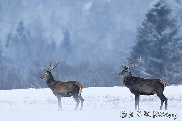  jeleń szlachetny, europejski, Cervus elaphus elaphus
jeleń karpacki, byki na łące