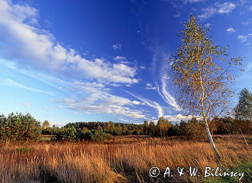 Kampinoski Park Narodowy, Kampinos, Mazowsze