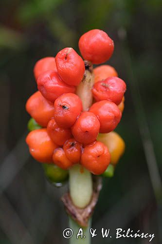 Arum maculatum obrazki plamiste) , owoc