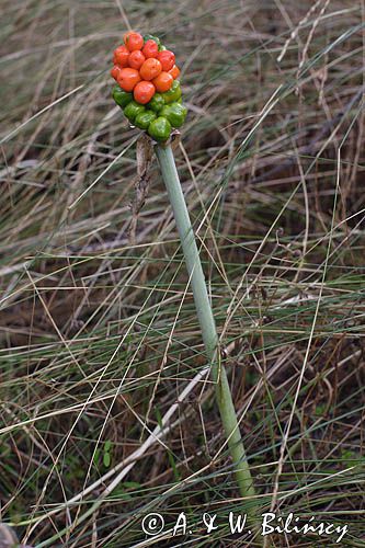 Arum maculatum obrazki plamiste) , owoc
