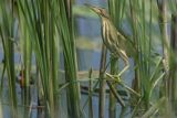 Bączek, Ixobrychus minutus, samica